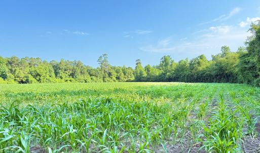 Photo #26 of Off Swamp Fox Hwy, Tabor City, NC 68.0 acres