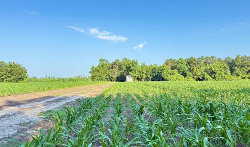Photo #25 of Off Swamp Fox Hwy, Tabor City, NC 68.0 acres