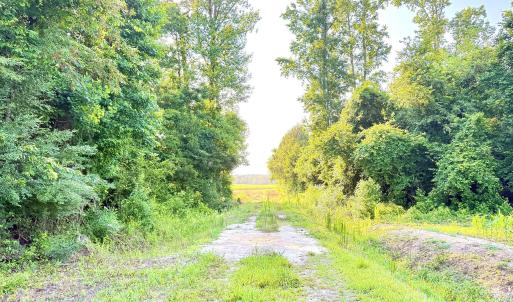 Photo #4 of Off Swamp Fox Hwy, Tabor City, NC 68.0 acres