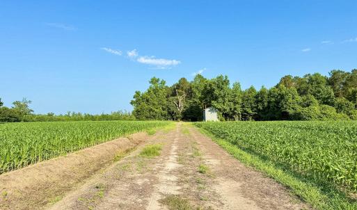 Photo #3 of Off Swamp Fox Hwy, Tabor City, NC 68.0 acres