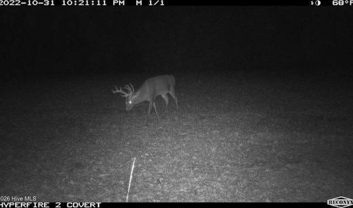 Photo #9 of Off Swamp Fox Hwy, Tabor City, NC 68.0 acres