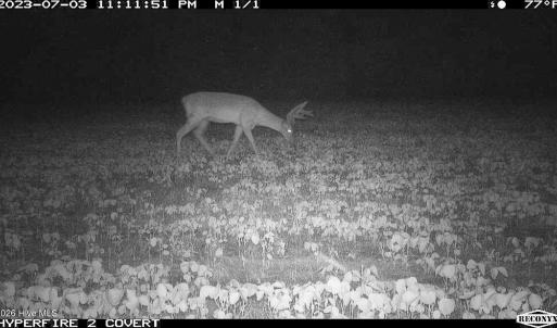 Photo #11 of Off Swamp Fox Hwy, Tabor City, NC 68.0 acres