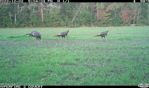 Photo #8 of Off Swamp Fox Hwy, Tabor City, NC 68.0 acres