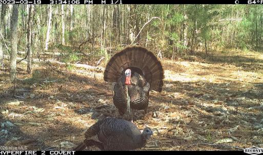 Photo #7 of Off Swamp Fox Hwy, Tabor City, NC 68.0 acres