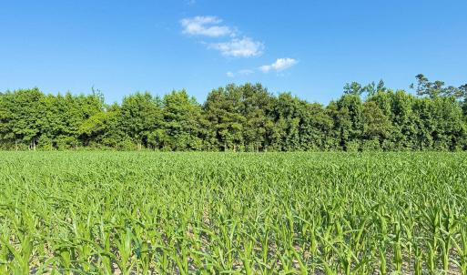 Photo #23 of Off Swamp Fox Hwy, Tabor City, NC 68.0 acres