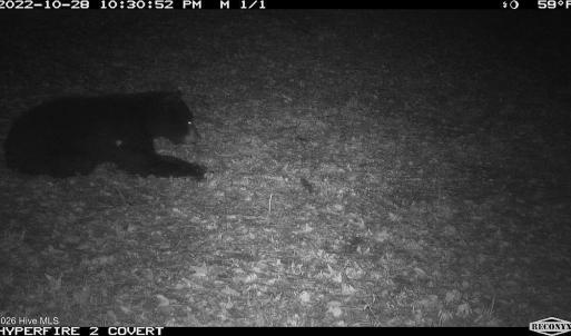 Photo #12 of Off Swamp Fox Hwy, Tabor City, NC 68.0 acres