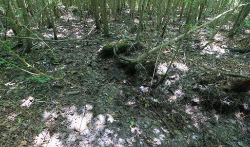 Photo #49 of River North, Camden, NC 37.3 acres