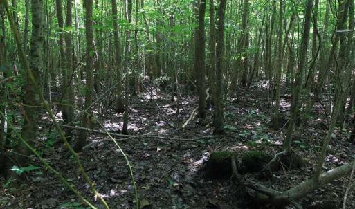 Photo #25 of River North, Camden, NC 37.3 acres