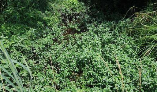Photo #27 of River North, Camden, NC 37.3 acres