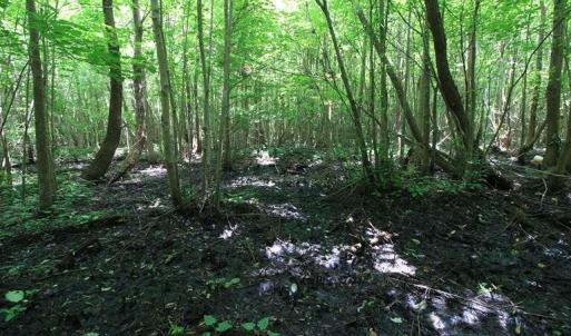 Photo #26 of River North, Camden, NC 37.3 acres
