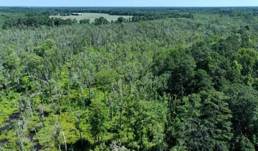 Photo #5 of 35 Acres Yarborough, Parkton, NC 35.0 acres