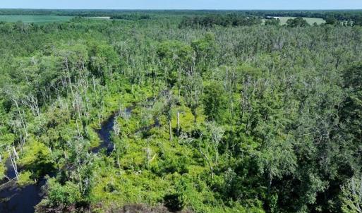 Photo #3 of 35 Acres Yarborough, Parkton, NC 35.0 acres