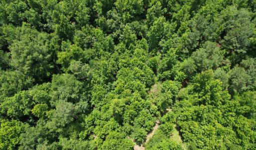 Photo #26 of Old Chinquapin, Beulaville, NC 3.7 acres