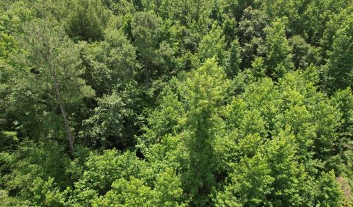 Photo #21 of Old Chinquapin, Beulaville, NC 3.7 acres