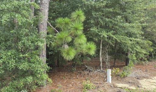 Photo #2 of 317 R J Johnson, Allendale, SC 25.0 acres