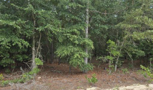 Photo #4 of 317 R J Johnson, Allendale, SC 25.0 acres