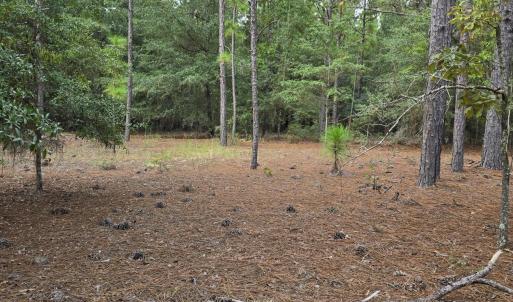 Photo #6 of 317 R J Johnson, Allendale, SC 25.0 acres