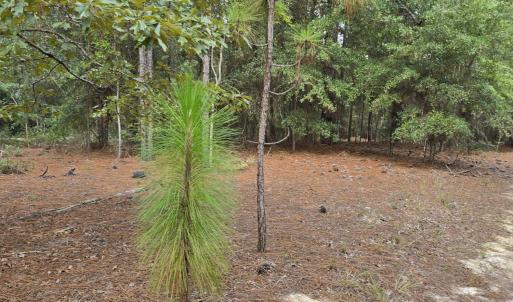 Photo #1 of 317 R J Johnson, Allendale, SC 25.0 acres
