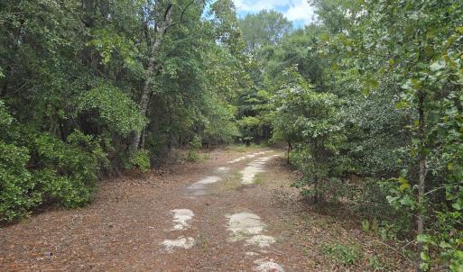 Photo #5 of 317 R J Johnson, Allendale, SC 25.0 acres