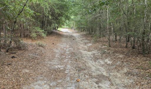 Photo #7 of 317 R J Johnson, Allendale, SC 25.0 acres