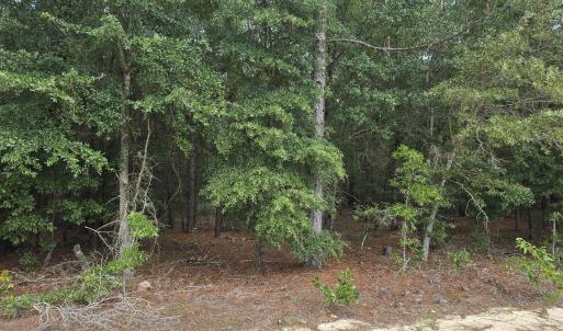 Photo #4 of 317 R J Johnson, Allendale, SC 25.0 acres