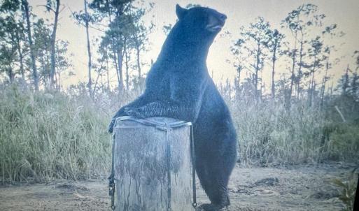 Photo #3 of U.S. 264, Engelhard, NC 500.0 acres