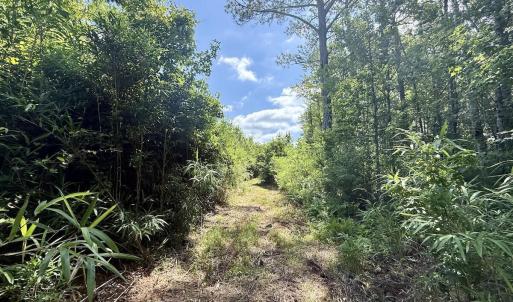 Photo #69 of U.S. 264, Engelhard, NC 500.0 acres