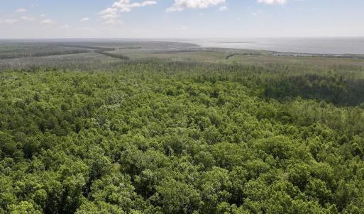 Photo #55 of U.S. 264, Engelhard, NC 500.0 acres