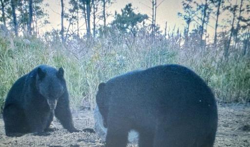 Photo #8 of U.S. 264, Engelhard, NC 500.0 acres