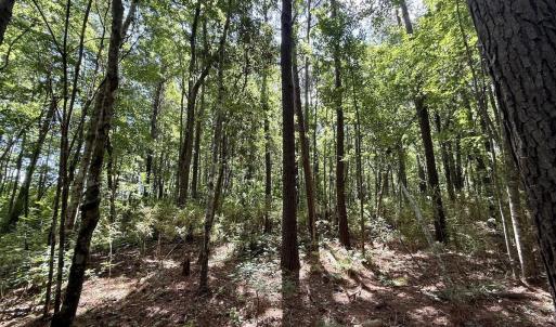 Photo #63 of U.S. 264, Engelhard, NC 500.0 acres