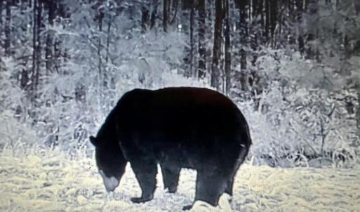 Photo #30 of U.S. 264, Engelhard, NC 500.0 acres