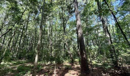 Photo #62 of U.S. 264, Engelhard, NC 500.0 acres