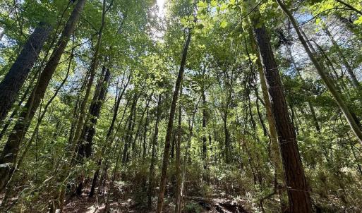 Photo #67 of U.S. 264, Engelhard, NC 500.0 acres
