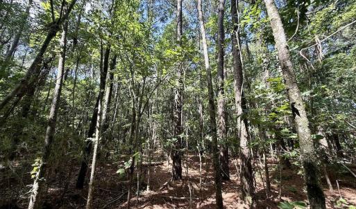 Photo #64 of U.S. 264, Engelhard, NC 500.0 acres