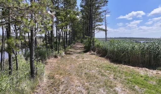 Photo #48 of U.S. 264, Engelhard, NC 500.0 acres