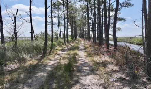 Photo #49 of U.S. 264, Engelhard, NC 500.0 acres