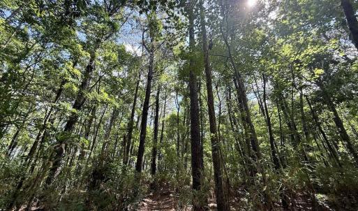 Photo #66 of U.S. 264, Engelhard, NC 500.0 acres