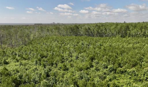 Photo #28 of U.S. 264, Engelhard, NC 500.0 acres