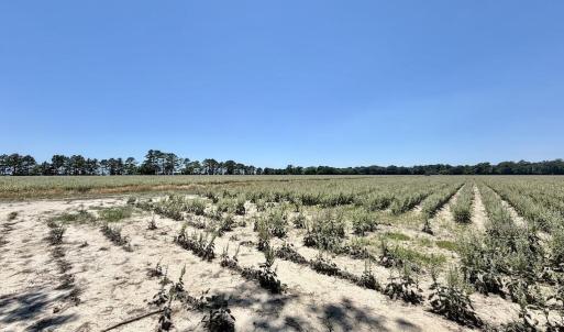 Photo #53 of 500 Indian Trail, Edenton, NC 964.4 acres