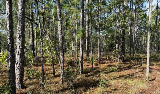 Photo #3 of 585 Westwood, Southport, NC 0.2 acres