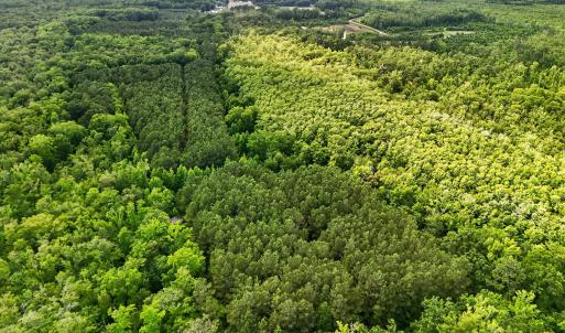 Photo #6 of Tbd Pea Ridge, Roper, NC 46.5 acres