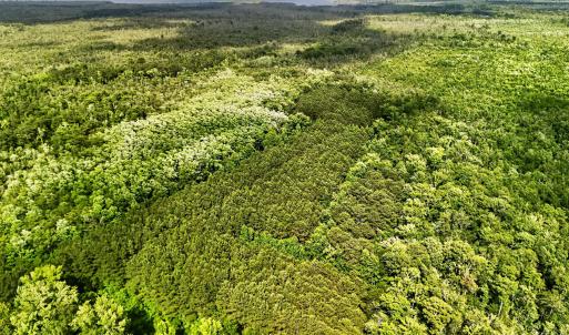 Photo #10 of Tbd Pea Ridge, Roper, NC 46.5 acres