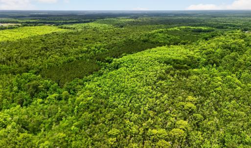 Photo #20 of Tbd Pea Ridge, Roper, NC 46.5 acres