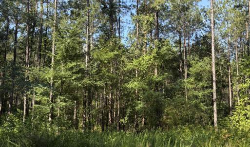 Photo #13 of Tbd Everett Chappell, Ellerbe, NC 213.0 acres