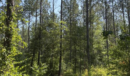 Photo #16 of Tbd Everett Chappell, Ellerbe, NC 213.0 acres