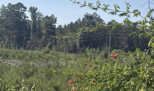 Photo #10 of Tbd Everett Chappell, Ellerbe, NC 213.0 acres