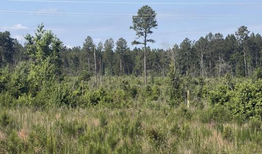 Photo #9 of Tbd Everett Chappell, Ellerbe, NC 213.0 acres