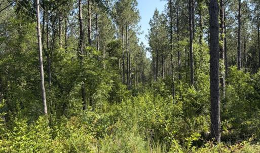 Photo #14 of Tbd Everett Chappell, Ellerbe, NC 213.0 acres