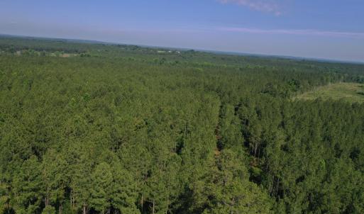 Photo #23 of Tbd Everett Chappell, Ellerbe, NC 213.0 acres