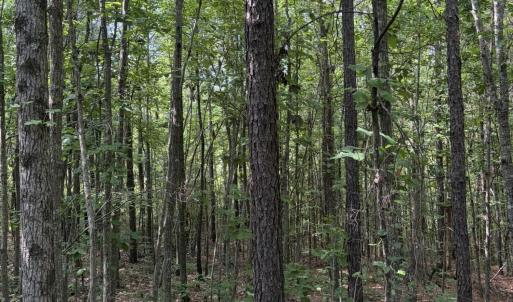 Photo #11 of Tbd Green, Ellerbe, NC 141.0 acres